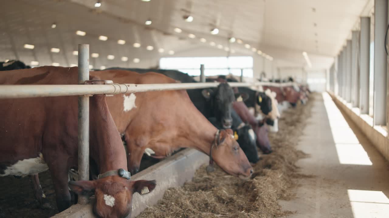 стадо коров ест сено в коровнике на молочной ферме - фокус на стойке