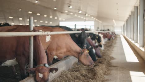 herd of cows eating hay in cowshed on dairy farm - rack focus