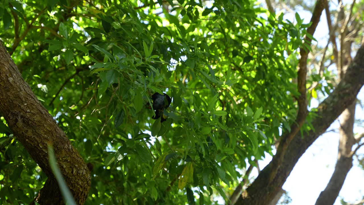 The native New Zealand tui bird among the green leaves of a tree.