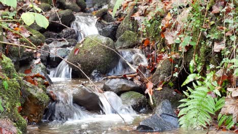 Lush-foliage-rock-flowing-river-waterfall-woodland-vegetation-tranquil-scene