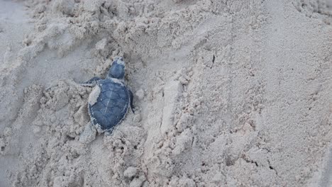 tortuga verde recién nacida sale de la arena y huye al océano