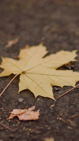 hoja de otoño tendida en el suelo rodeada de follaje seco, destacando el cambio pacífico de la estación, hermosa escena natural con tonos cálidos y terrenales y una atmósfera tranquila y serena