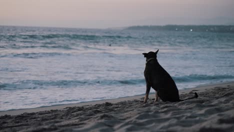 perro negro se sienta en la playa de arena mirando a su alrededor mientras grandes olas salpican y se despliegan en el fondo después del atardecer en méxico