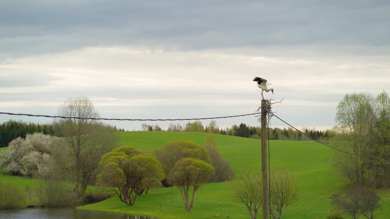Cicogna bianca che costruisce un nido su un palo di servizio in una lussureggiante campagna verde primaverile. Uccelli selvatici in natura