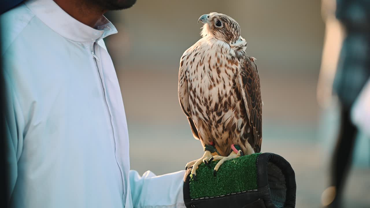 4k: un beduino emiratí sostiene un pájaro halcón en dubai, emiratos árabes unidos