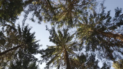 spinning underneath forest trees in holland under a blue sky