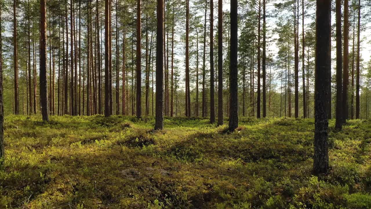 Veduta aerea della foresta in Finlandia. La splendida natura della Finlandia