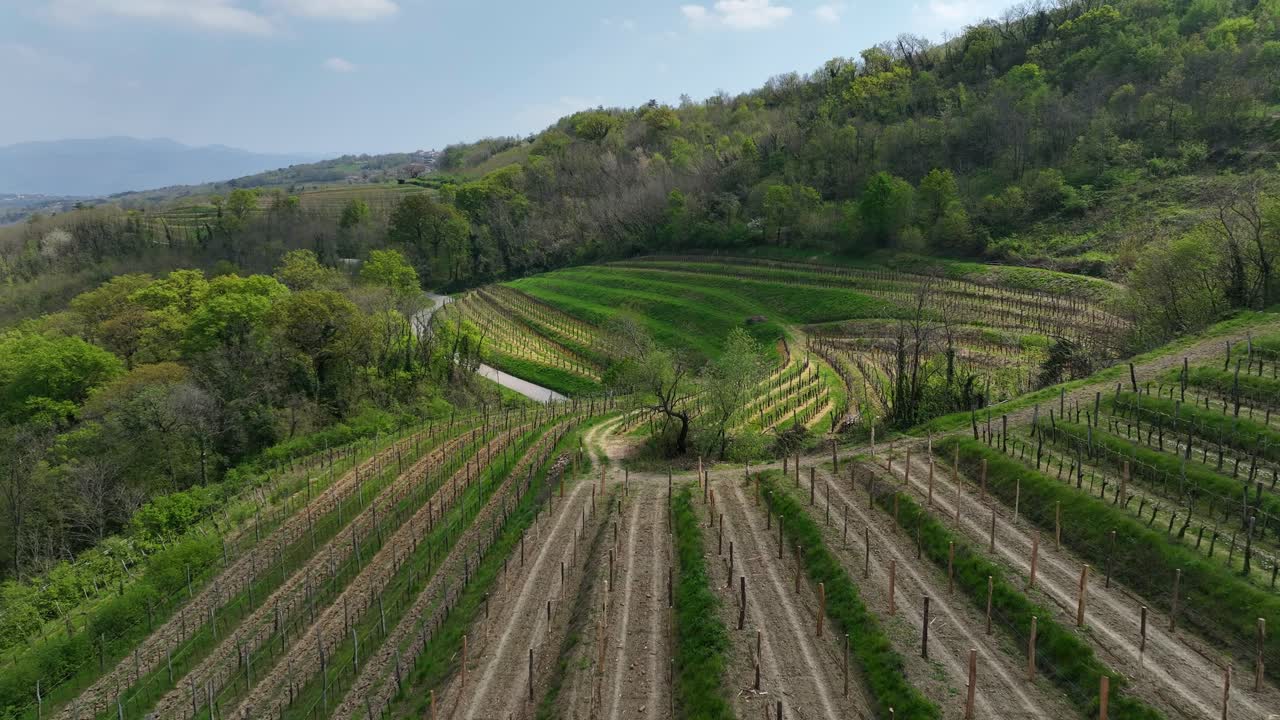 A scenic aerial view over the green vineyards of Vipava Valley in western Slovenia