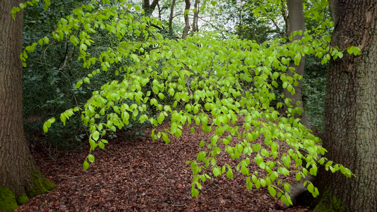 Foglie primaverili di un verde rigoglioso che crescono su un faggio in un bosco scuro nel Worcestershire, Inghilterra.