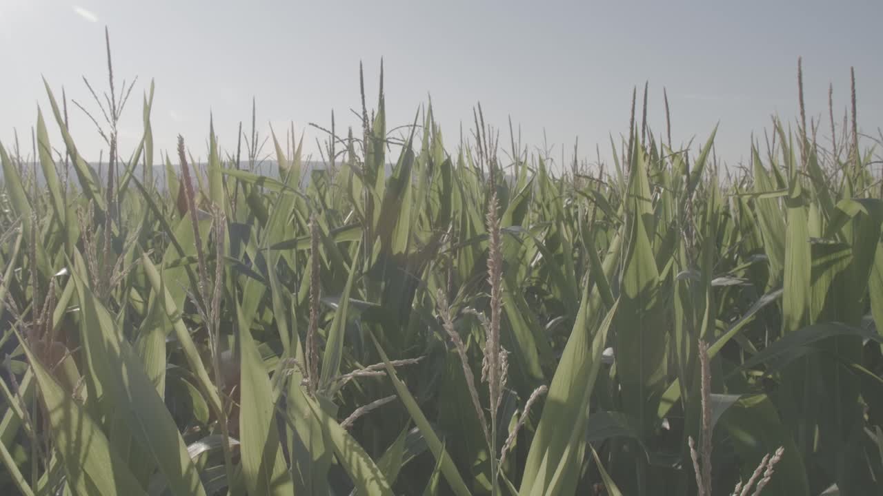 Cornfield in Franconia with Fichtelgebirge in the background - 9 - LOG-Footage