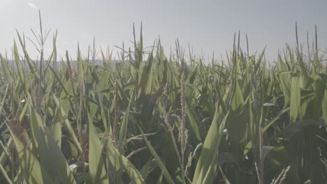 cornfield in franconia with fichtelgebirge in the background - 9 - log-footage
