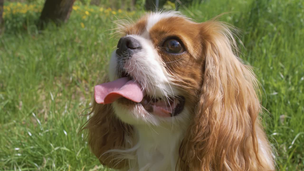 Cavalier King Charles Spaniel. Filmado com câmera super lenta de 1000 fps