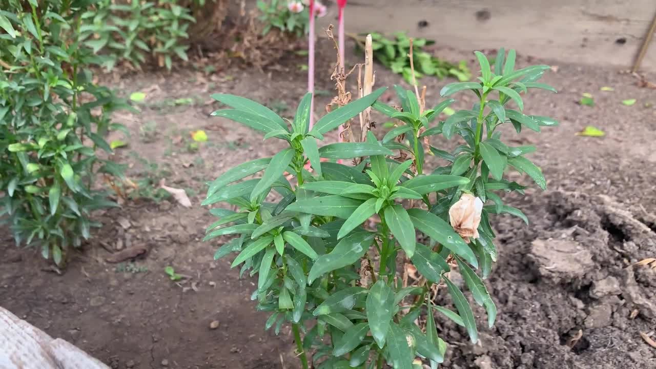 Tunas tanaman ganja tumbuh di luar.