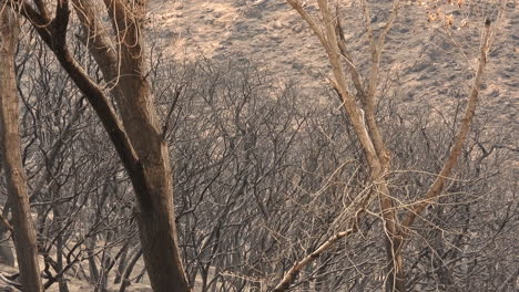 árvores carbonizadas e solo queimado, rescaldo de um incêndio na zona rural da califórnia, eua