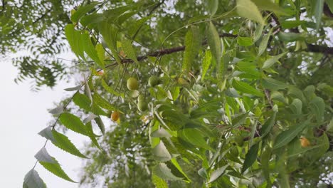a closeup shot of ripe neem fruits revealing smooth, ellipsoidal drupes, they are borne in bunches on the neem tree typically yellow or greenish-yellow when ripe