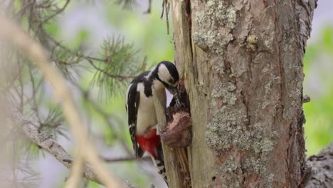 gran pájaro carpintero manchado en un árbol en busca de comida. gran carpintero manchado (dendrocopos major) es un carpintero de tamaño mediano con plumaje negro y blanco y una mancha roja en la parte inferior del vientre