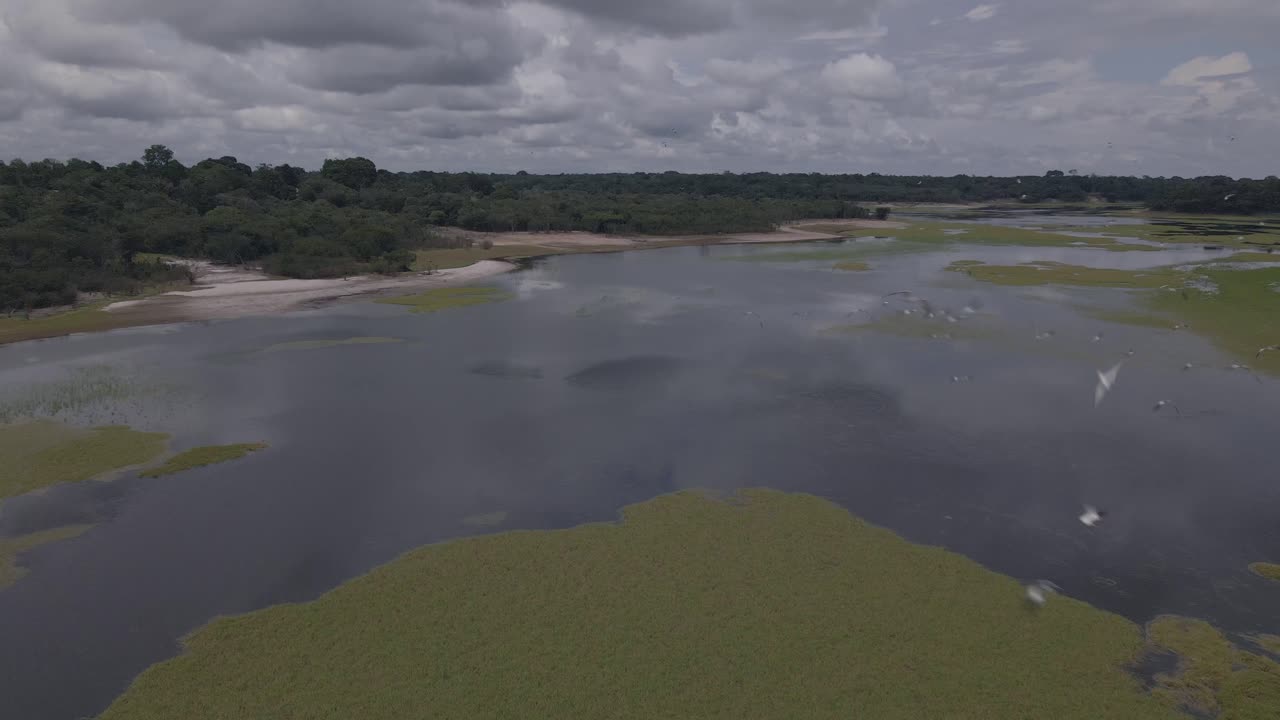 Rio Negro Amazon River with birds - rising aerial drone shot