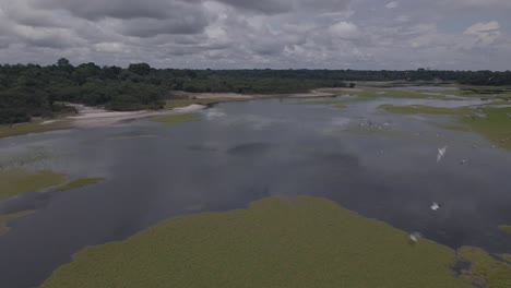 rio negro amazon river with birds - rising aerial drone shot