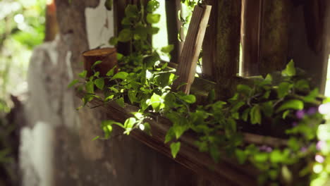 ruined abandoned overgrown by plants interior