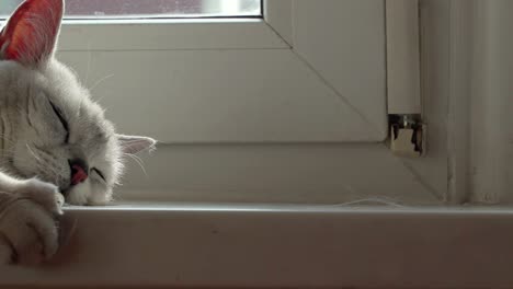 concepto de pelo de gato como fuente de alergia. medicamento para alergias, gato británico y muda de primavera