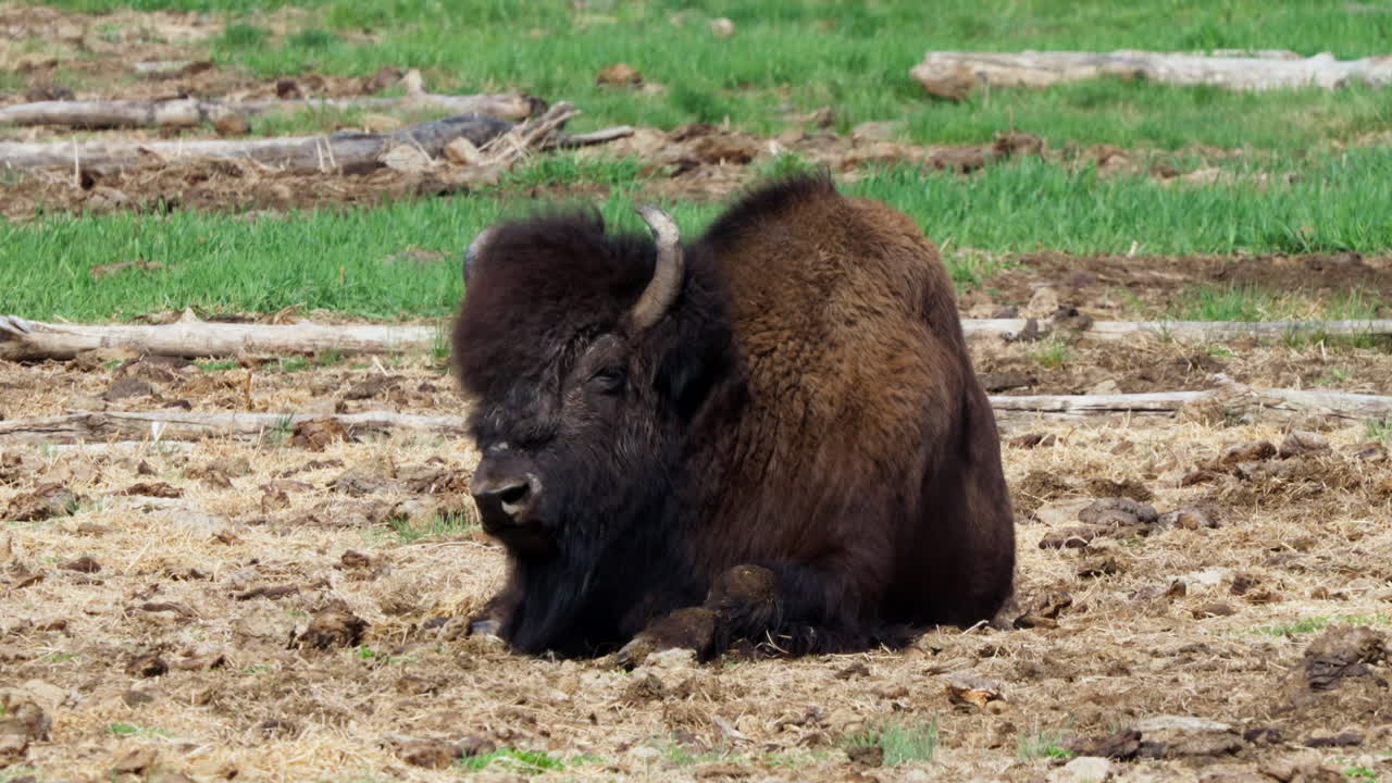 retrato de un bisonte de madera de montaña en yukon, canadá