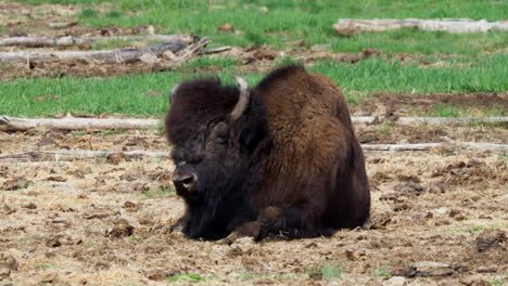 portrait of a lying a mountain wood bison in yukon, canada