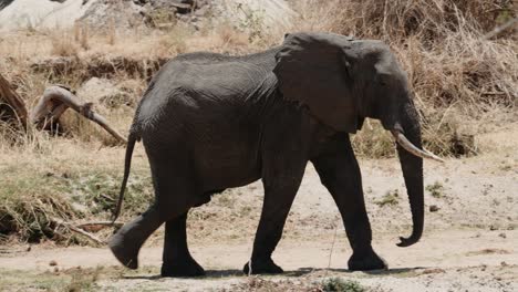 Kamerafahrt-In-Zeitlupe-Eines-Elefanten,-Der-Durch-Tansania-Läuft