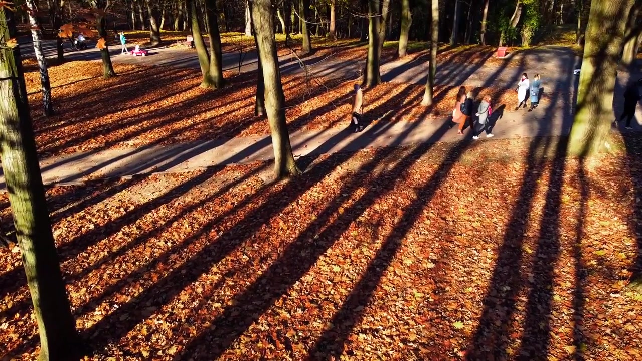 公園の落ち葉