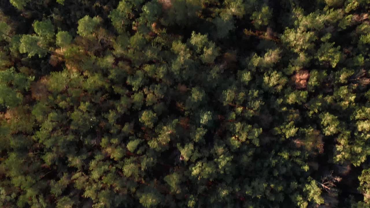 森の上を飛んでいて空は晴れています-1