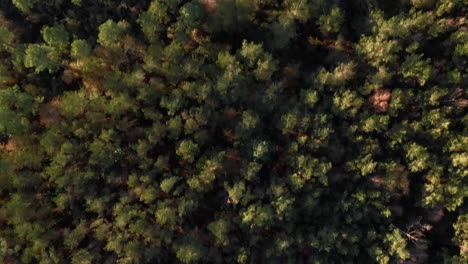 volando sobre un bosque y el cielo esta despejado-1