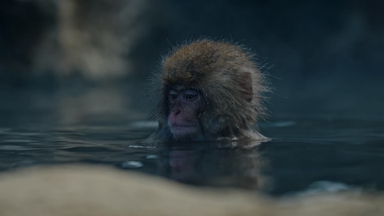 un lindo mono se relaja en las aguas calmantes de las aguas termales de jigodukani, un famoso onsen en japón conocido por sus primates juguetones.