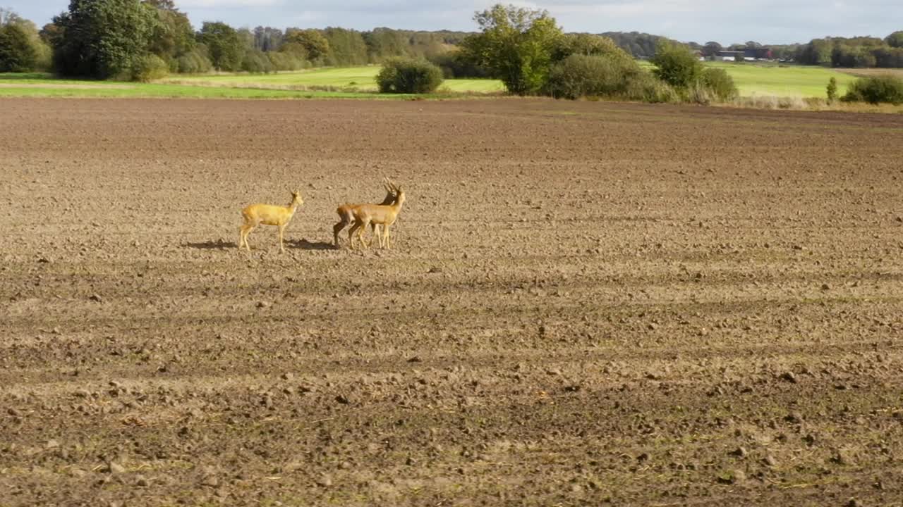서로 긁는 흙밭에 서있는 세 마리의 사슴