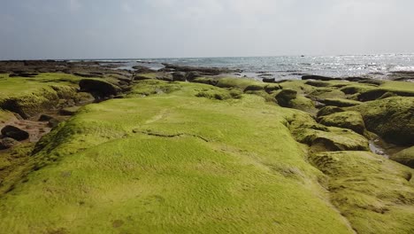 an unusual natural ecosystem when the tide is out