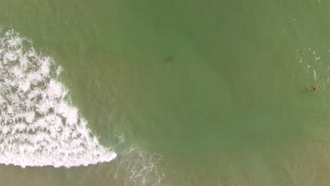 vista aérea de arriba hacia abajo de un tiburón solitario acercándose a un par de nadadores cerca de la orilla del océano