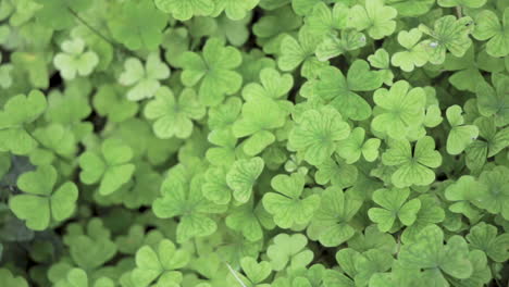 pan of wood sorrel on the ground