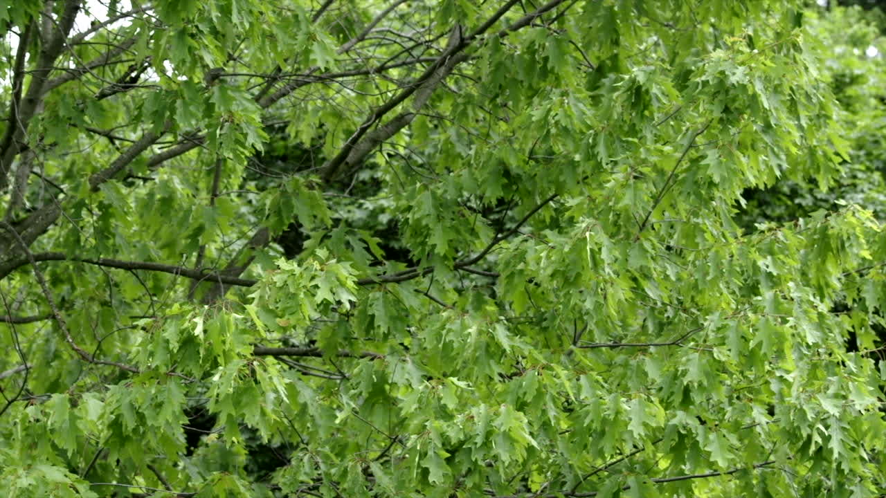 hojas de roble en un árbol ondeando en la brisa