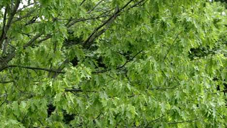 Eichenblätter-An-Einem-Baum-Wehen-Im-Wind