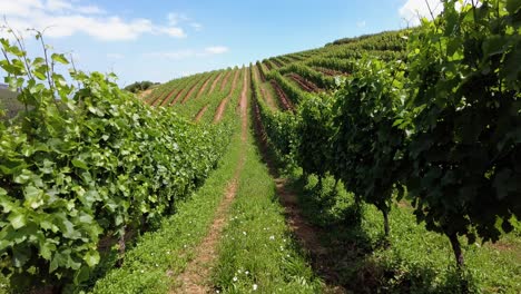 caminando por los viñedos y la granja de vinos en constantia, ciudad del cabo, sudáfrica - pov