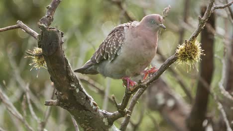 A-Spot-winged-Pigeon-feeding-on-a-lichen,-slow-motion-video,-4k