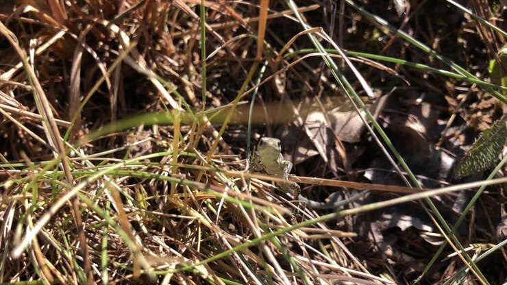 Een kleine hagedis klimt op een grasspriet in een Italiaans veld, op het platteland, een nieuwsgierig reptiel