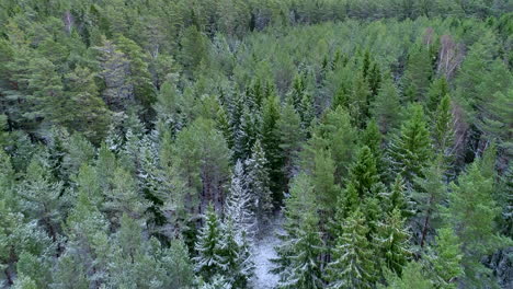 vista de drones del paisaje del bosque nevado en los países nórdicos