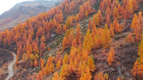 Impresionantes-Tonos-De-Follaje-De-Naranjos-Durante-El-Otoño,-árboles-Que-Bordean-La-Ladera-De-La-Montaña