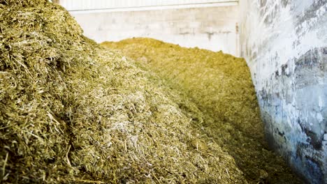 A-reverse-tracking-shot-of-bulk-golden-coloured-hay-protected-by-walls