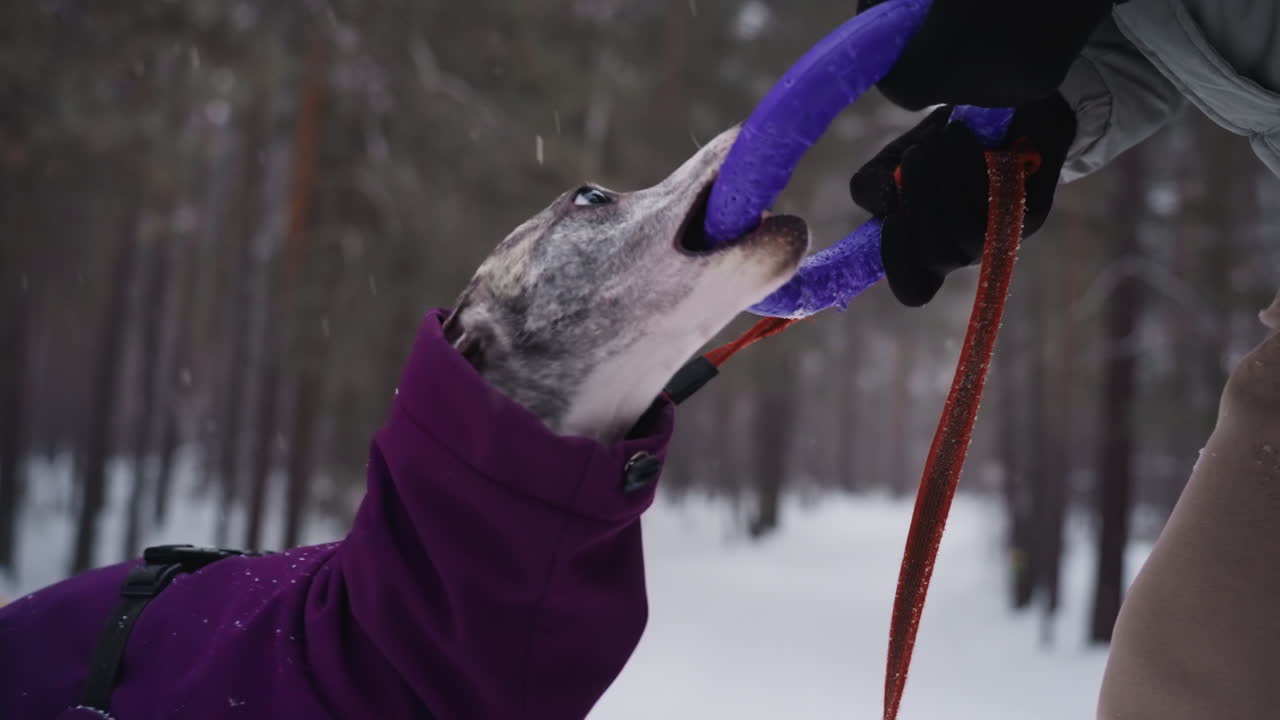 Dog enthusiastically pulls on purple ring toy during outdoor winter play session with owner. Dog dressed in warm purple coat bites toy held by gloved hand, in snowy forest setting