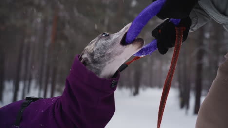 dog enthusiastically pulls on purple ring toy during outdoor winter play session with owner. dog dressed in warm purple coat bites toy held by gloved hand, in snowy forest setting
