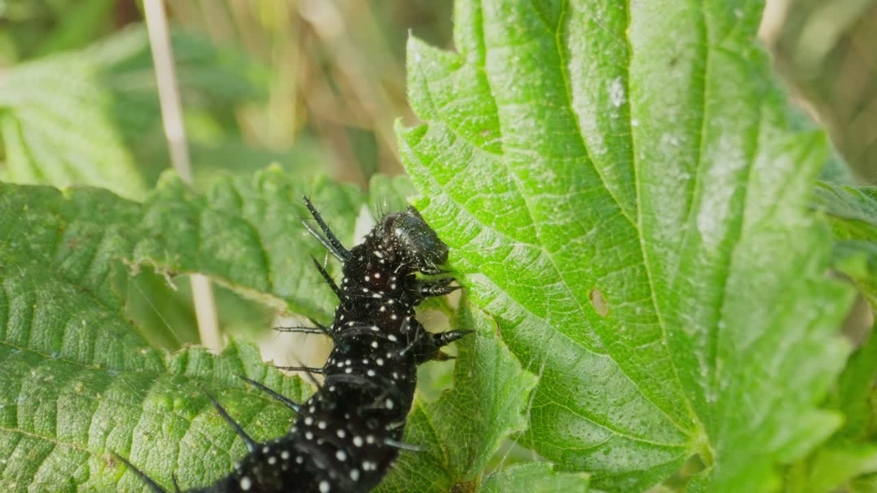 Black caterpillar slowly crawling up bright green leaf, angled from below