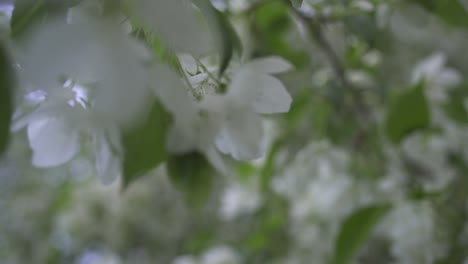 árbol de manzana en flor