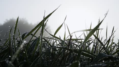 Eiskalter-Nebliger-Morgen-In-Den-Bergen-Deutschlands