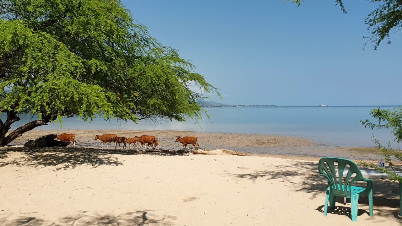 Family of brown cows walking along white sandy beach in capital city Dili, Timor-Leste, Southeast Asia