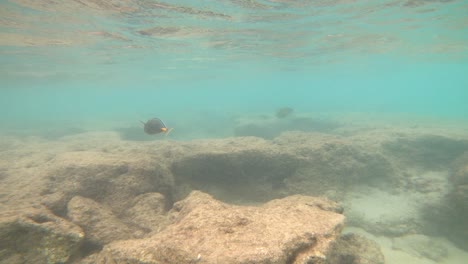 snorkeling with tropical fish in hanauma bay, oahu